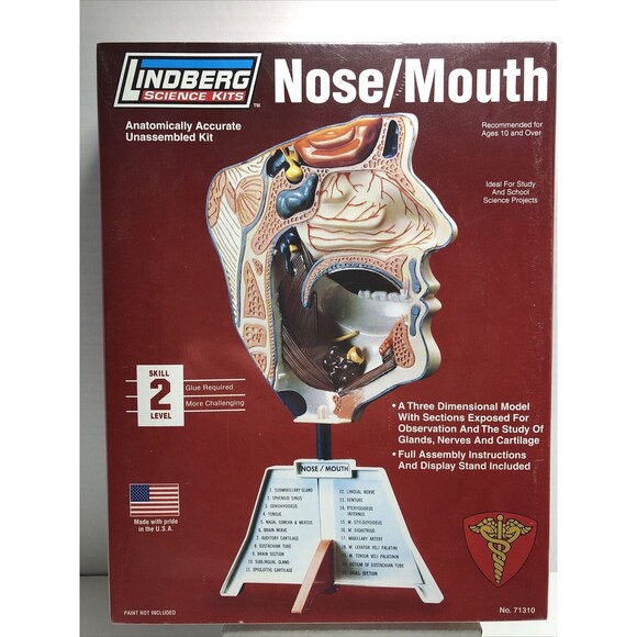 Nose Mouth Model Kit STEM Ages 10+ Lindberg Made in USA - Picture 2 of 10